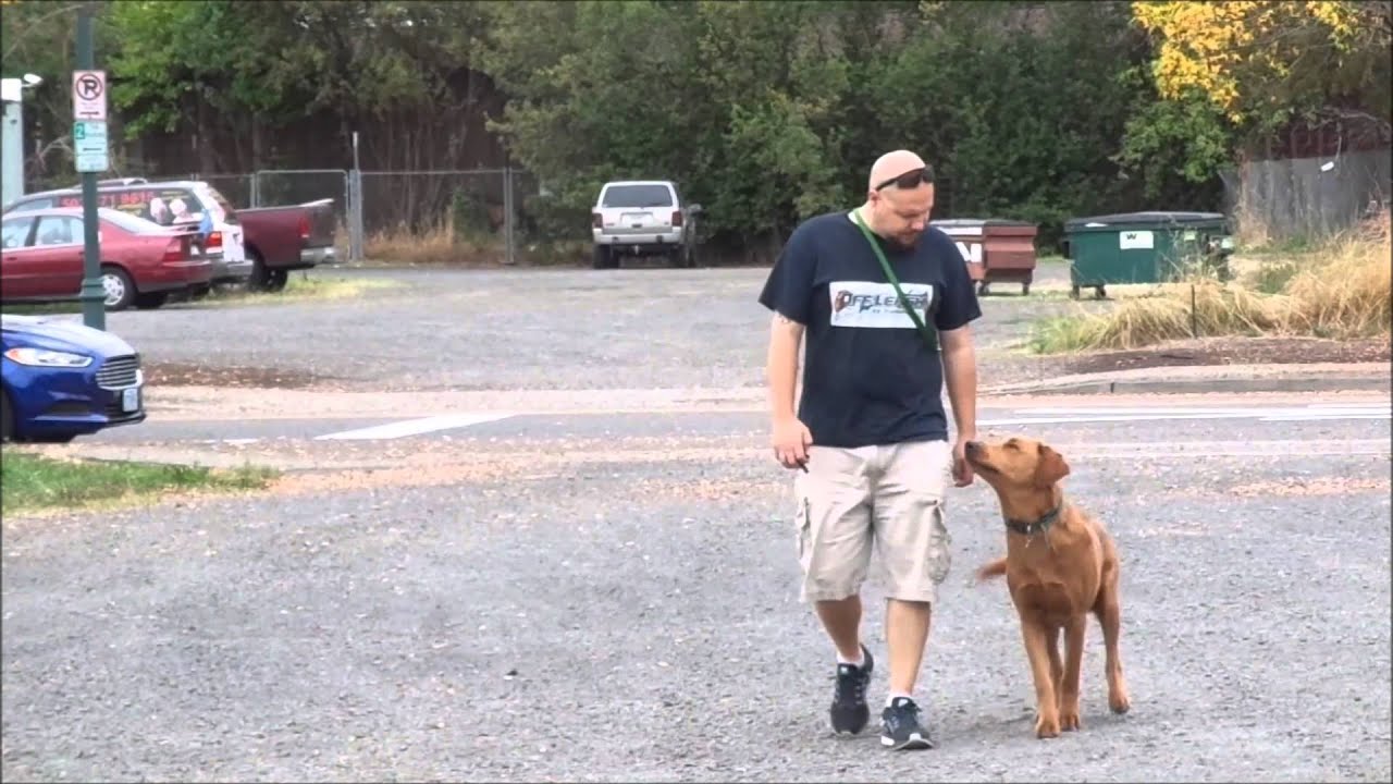 off leash k9 training portland