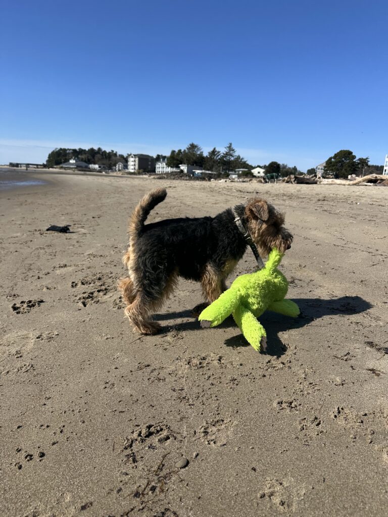 Dog training Aloha OR terrier with toy on sandy beach
