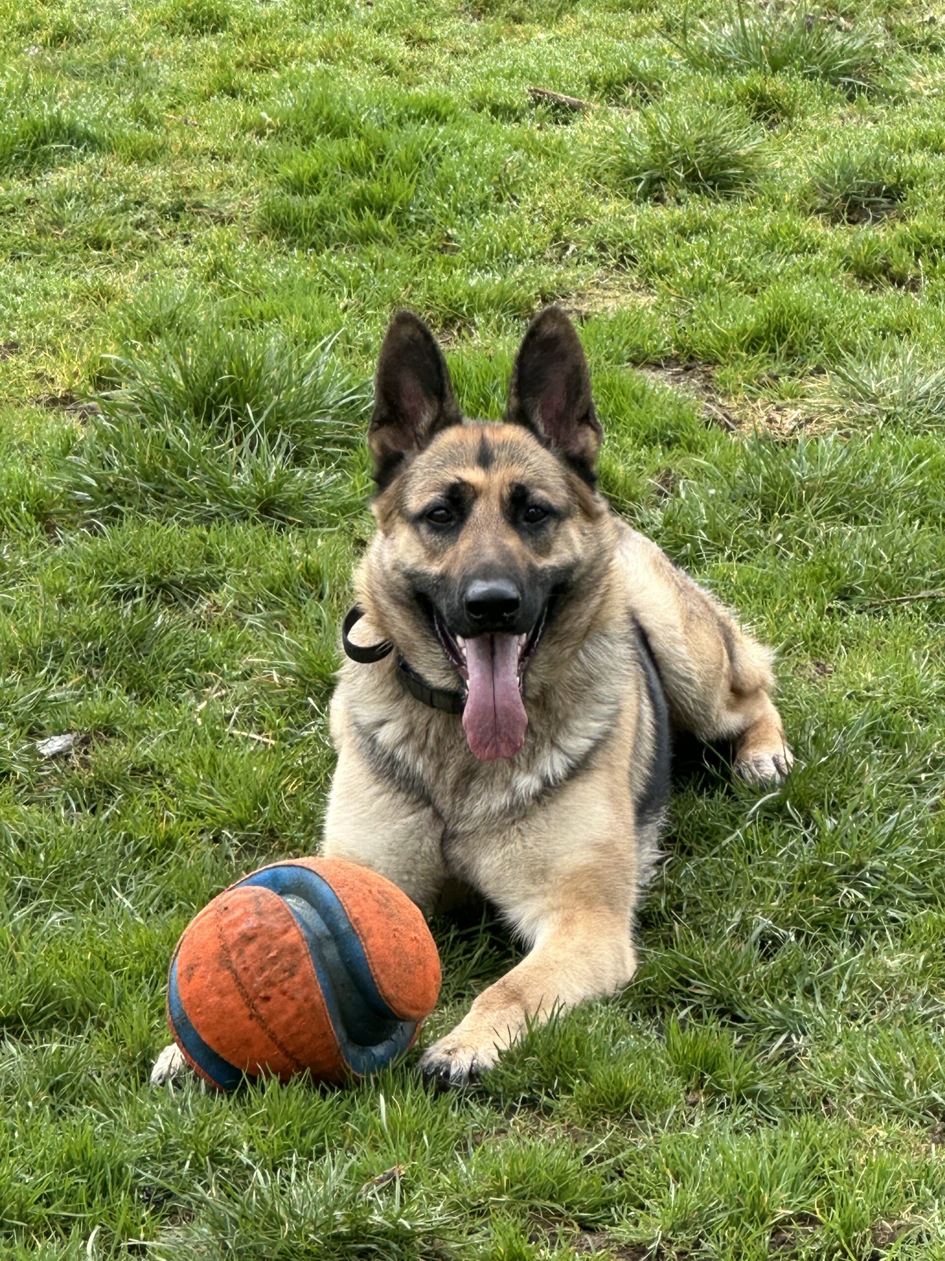 Dog training Sherwood OR German shepherd lying with ball