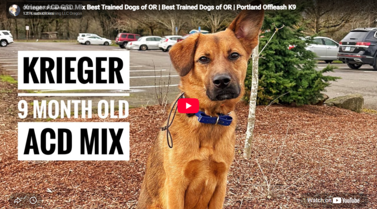 Krieger building better focus, impulse control, and reliable puppy manners during professional dog training in Portland, OR.