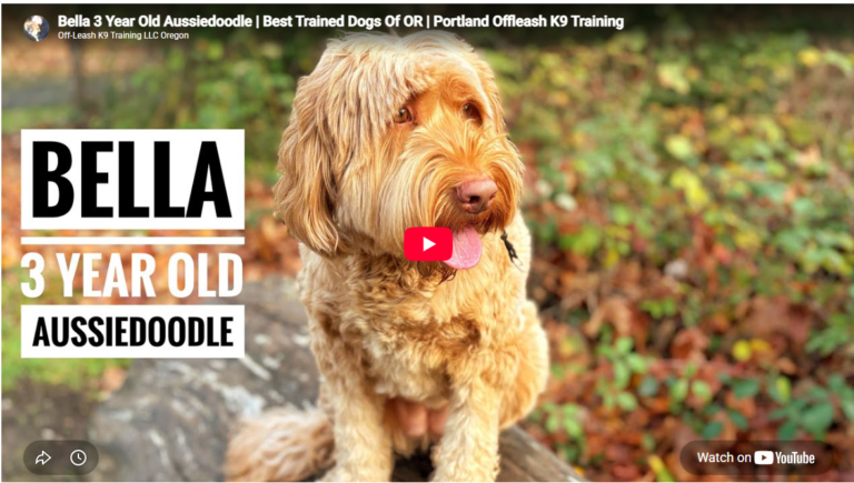 Bella demonstrated calmer greetings, controlled leash walking, and improved door manners after professional dog training in Portland, OR.