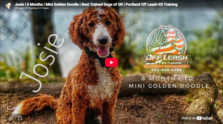 Josie, a Mini Goldendoodle, building stronger focus, obedience, and self-control during professional dog training in Portland, OR.