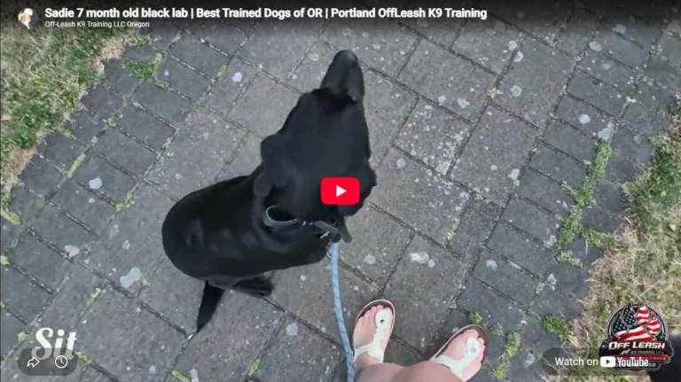 Sadie, the black Labrador practicing puppy obedience in Portland, OR