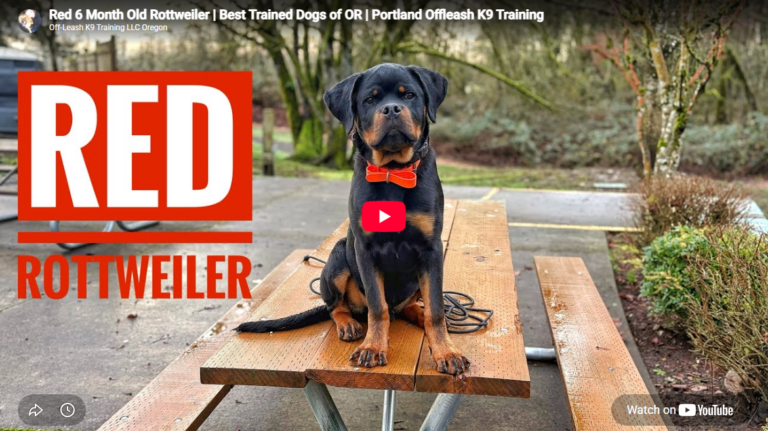 Red practiced the "Leave It" command and reliable recall during professional dog training in Portland, OR.