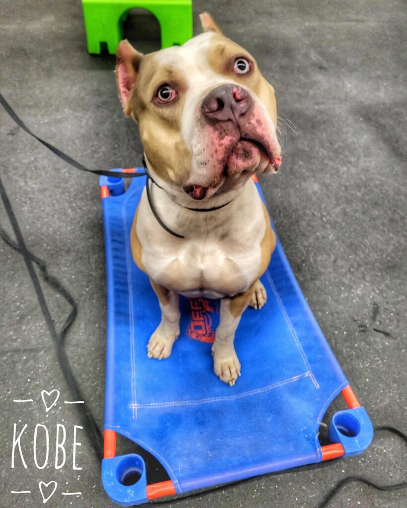 Dog training Hillsboro OR with pit bull on training cot