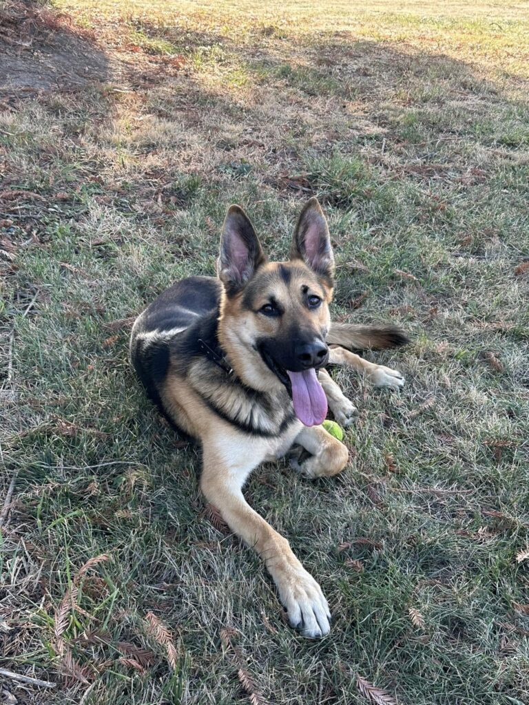 Aggressive Dog Training Portland OR German Shepherd obedience skills