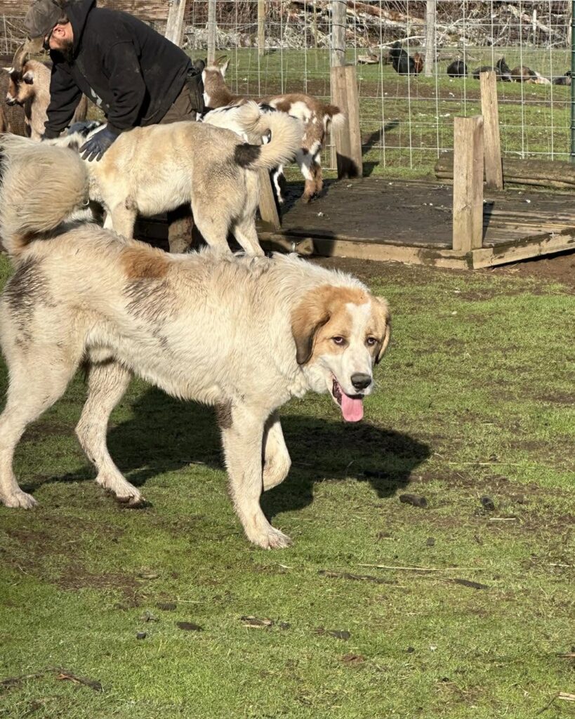 Dog training Tigard OR with large dog outdoors