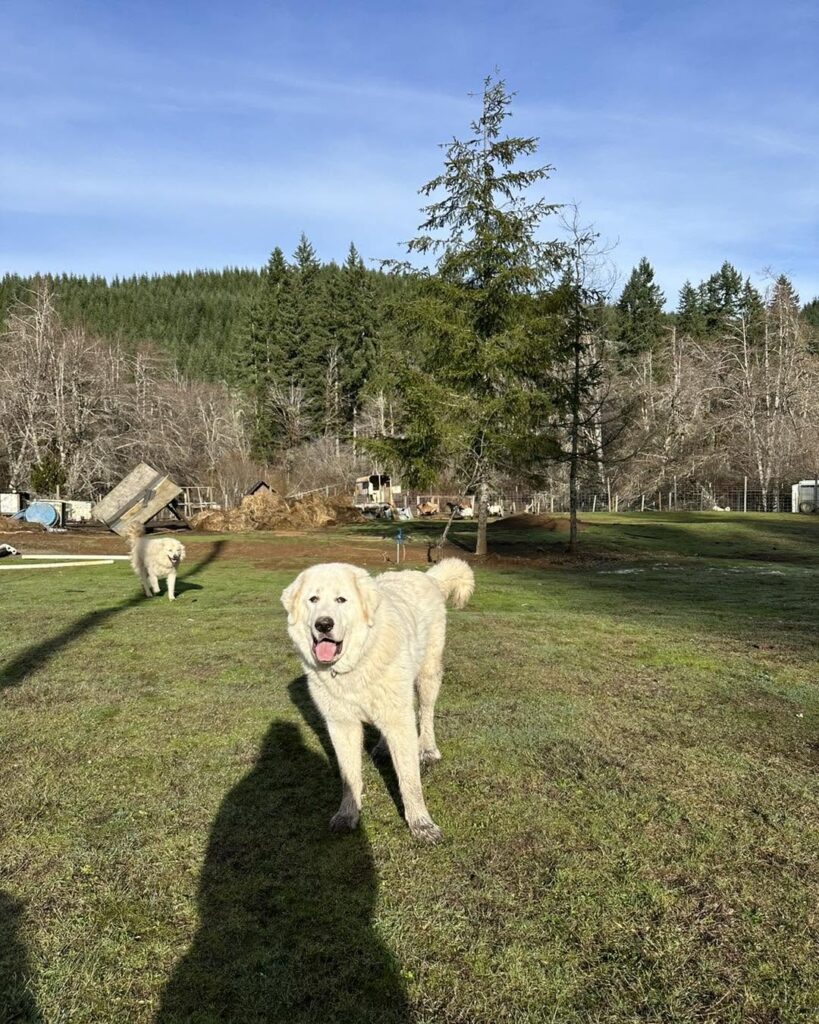 Dog training Milwaukie OR with white dog on grassy field