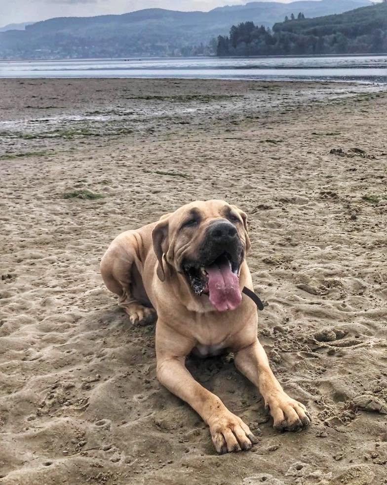 Positive Reinforcement Dog Training Portland OR mastiff dog training