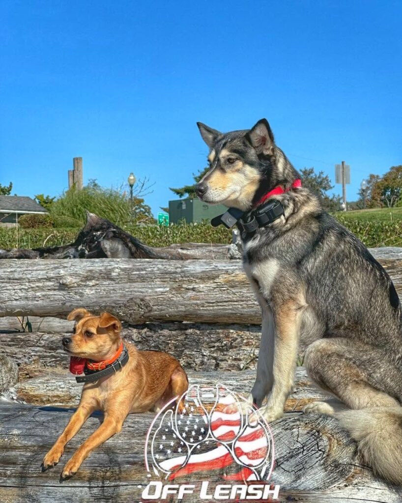 Puppy Training Portland OR dogs learning obedience skills K9
