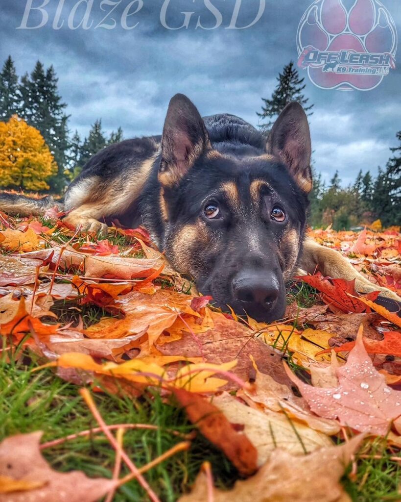 Positive Reinforcement Dog Training Portland OR German Shepherd