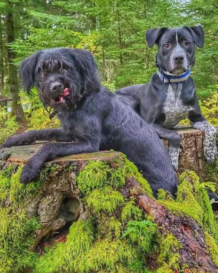 Dog training West Linn OR with two dogs on forest logs