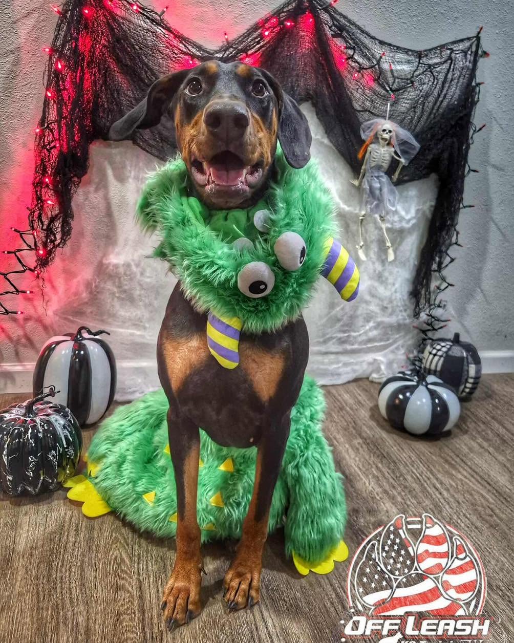Dog training Milwaukie OR with Doberman in costume