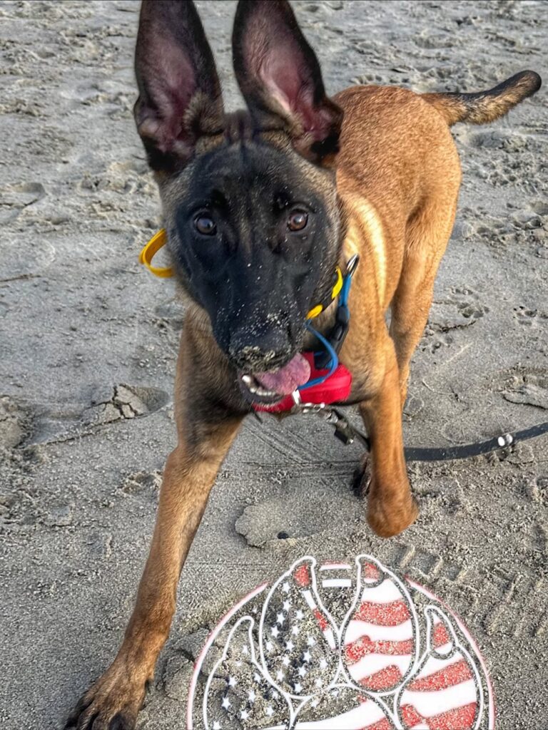 Dog training Sherwood OR Malinois practicing on beach