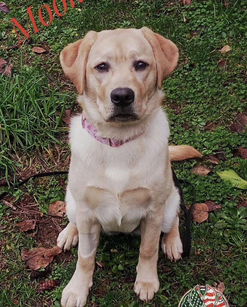 Dog training Tualatin OR Lab puppy sitting calmly outside