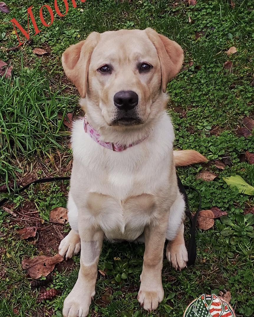 Dog training Hillsboro OR with Labrador sitting outdoors