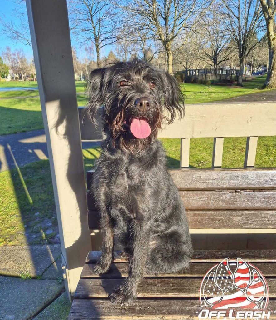 Dog training Milwaukie OR with black dog on park bench