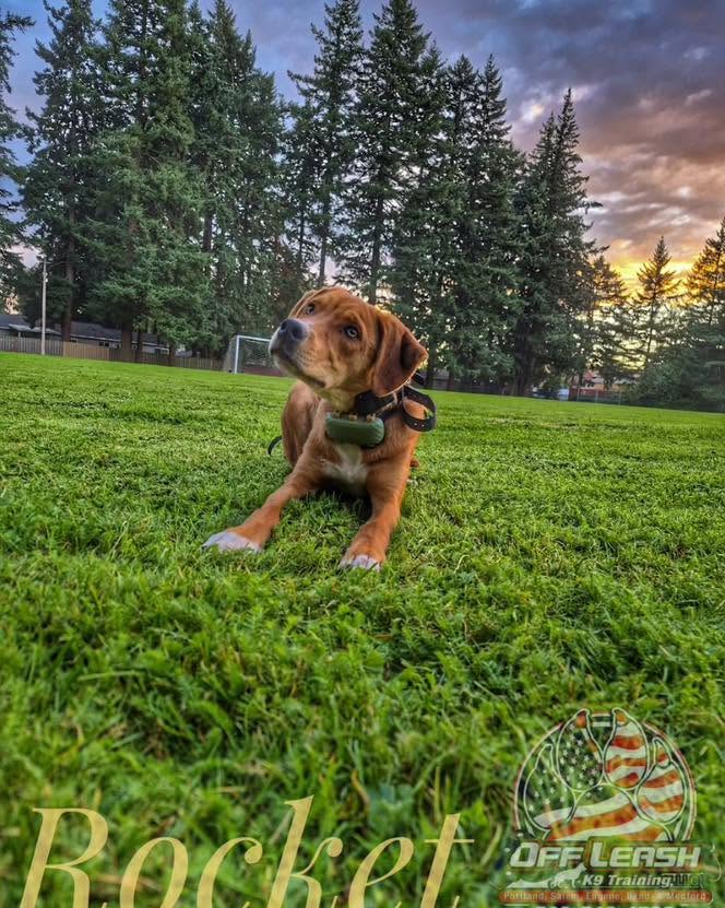 Dog training Tigard OR with puppy on grassy field