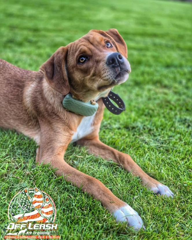Young dog on grass at board and train Portland OR K9 program
