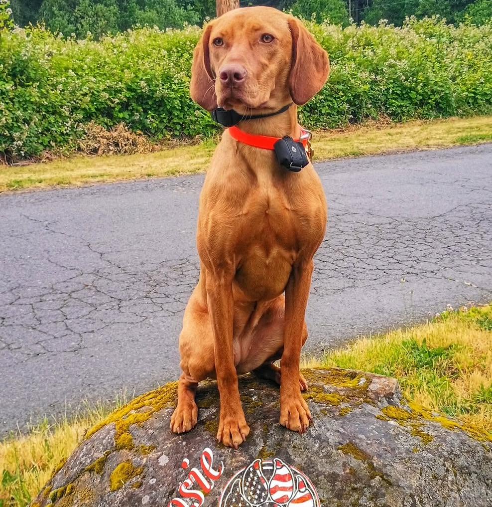 Dog training Tigard OR with Vizsla sitting on rock