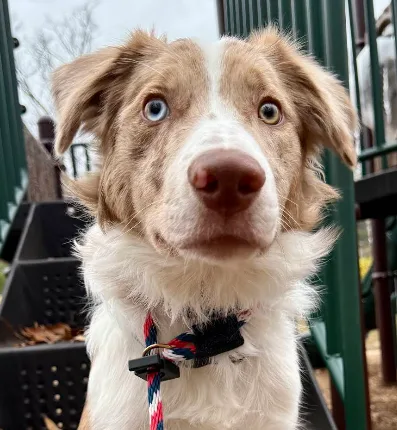 Puppy Training Portland OR Border Collie puppy obedience skills