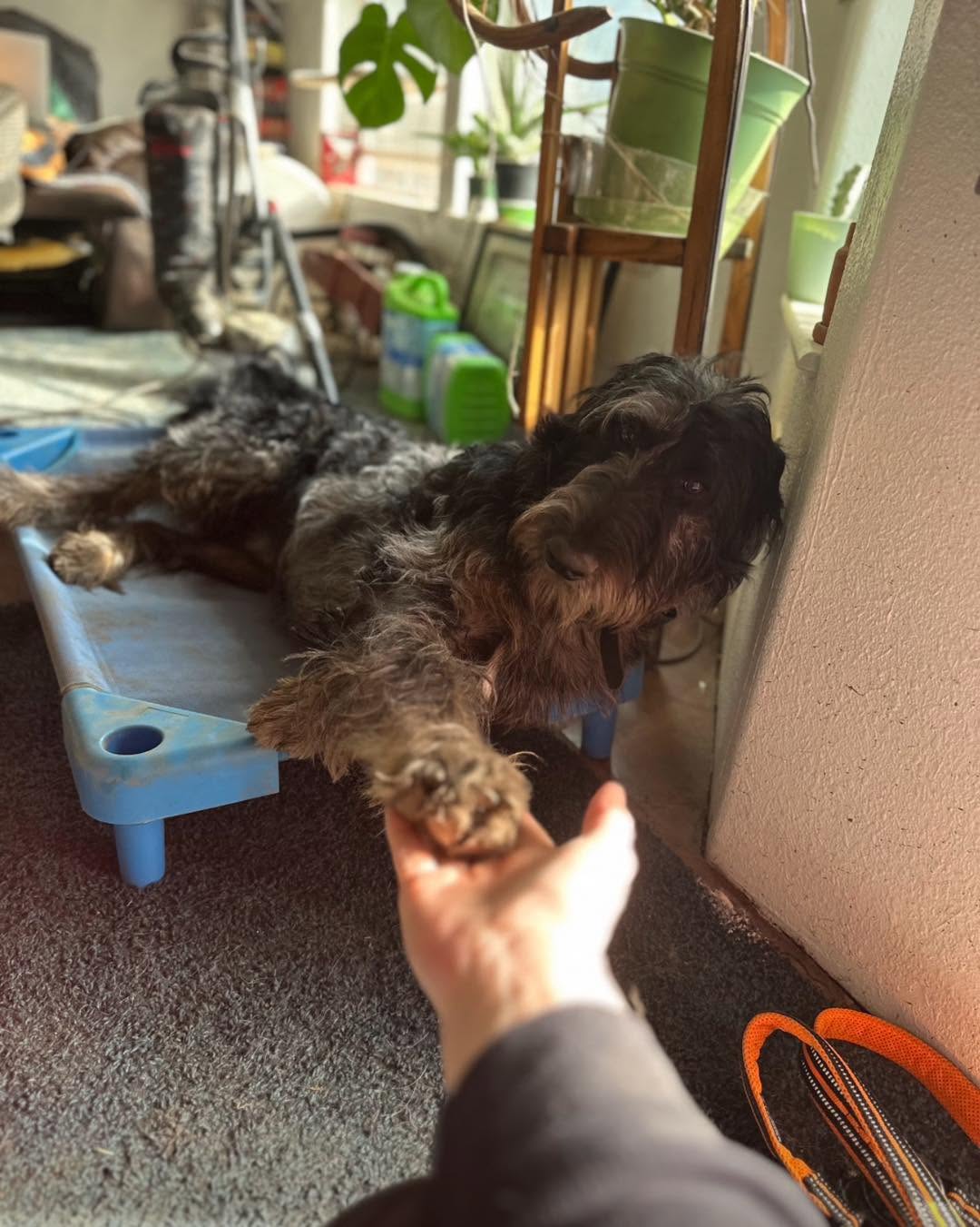Dog training Milwaukie OR with dog practicing paw command