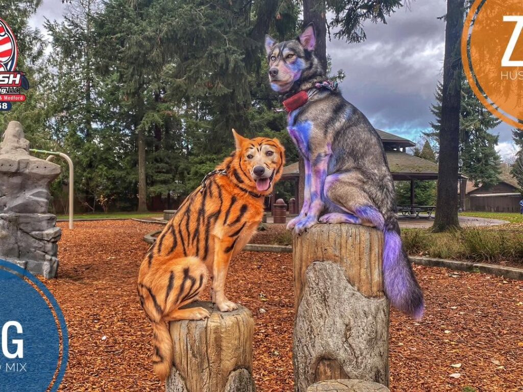 Dog training Hillsboro OR with two dogs on tree stumps