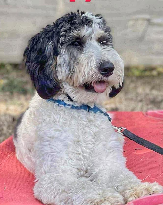 Dog training Lake Oswego OR with calm leashed doodle