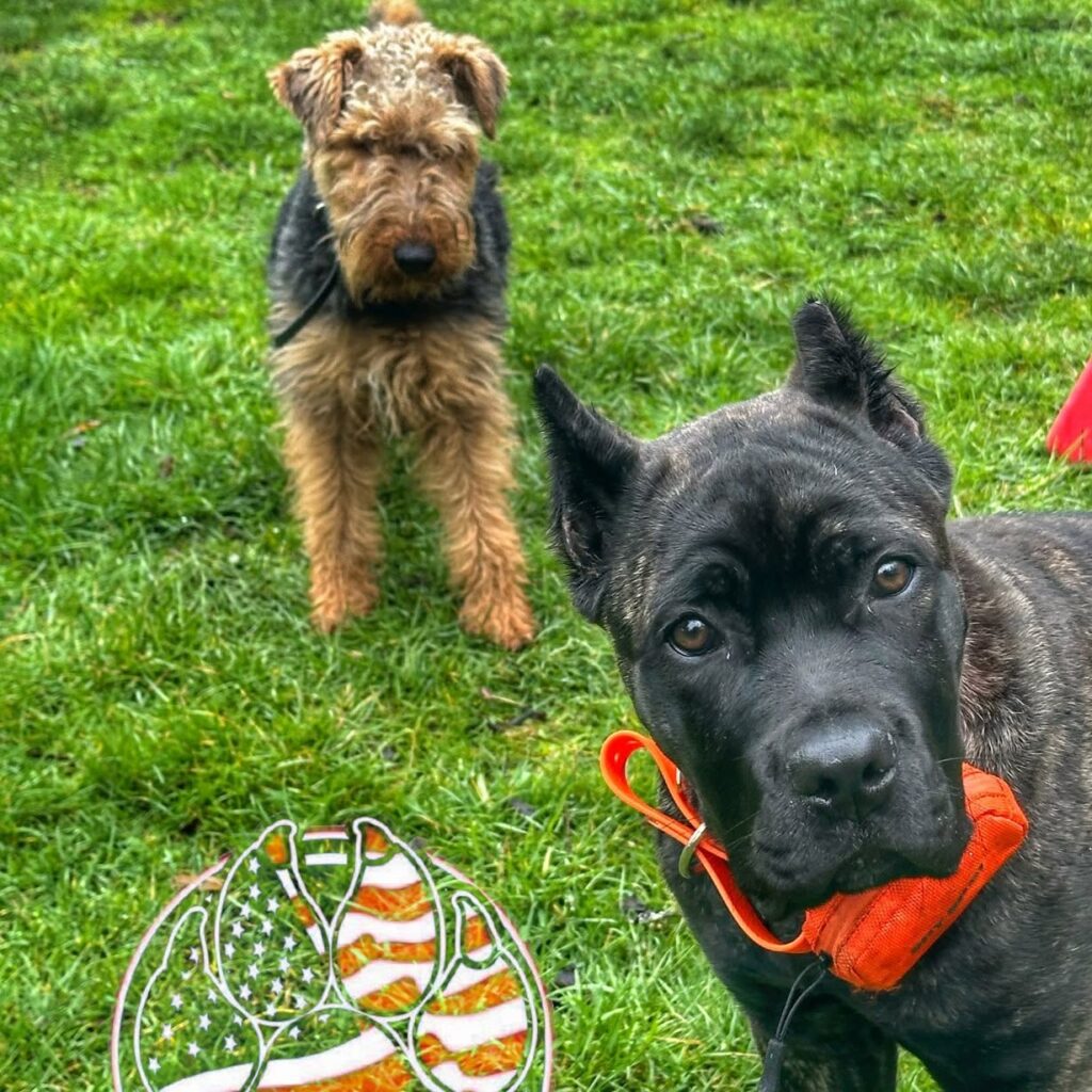 Dog training Tigard OR with two dogs on grass