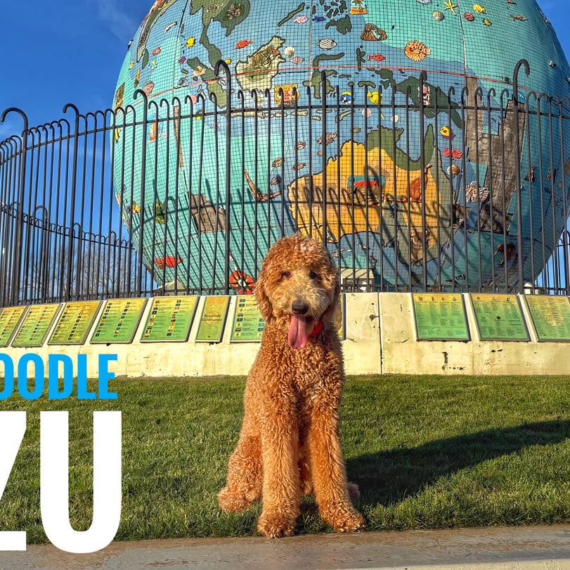 Dog training West Linn OR with doodle by globe landmark