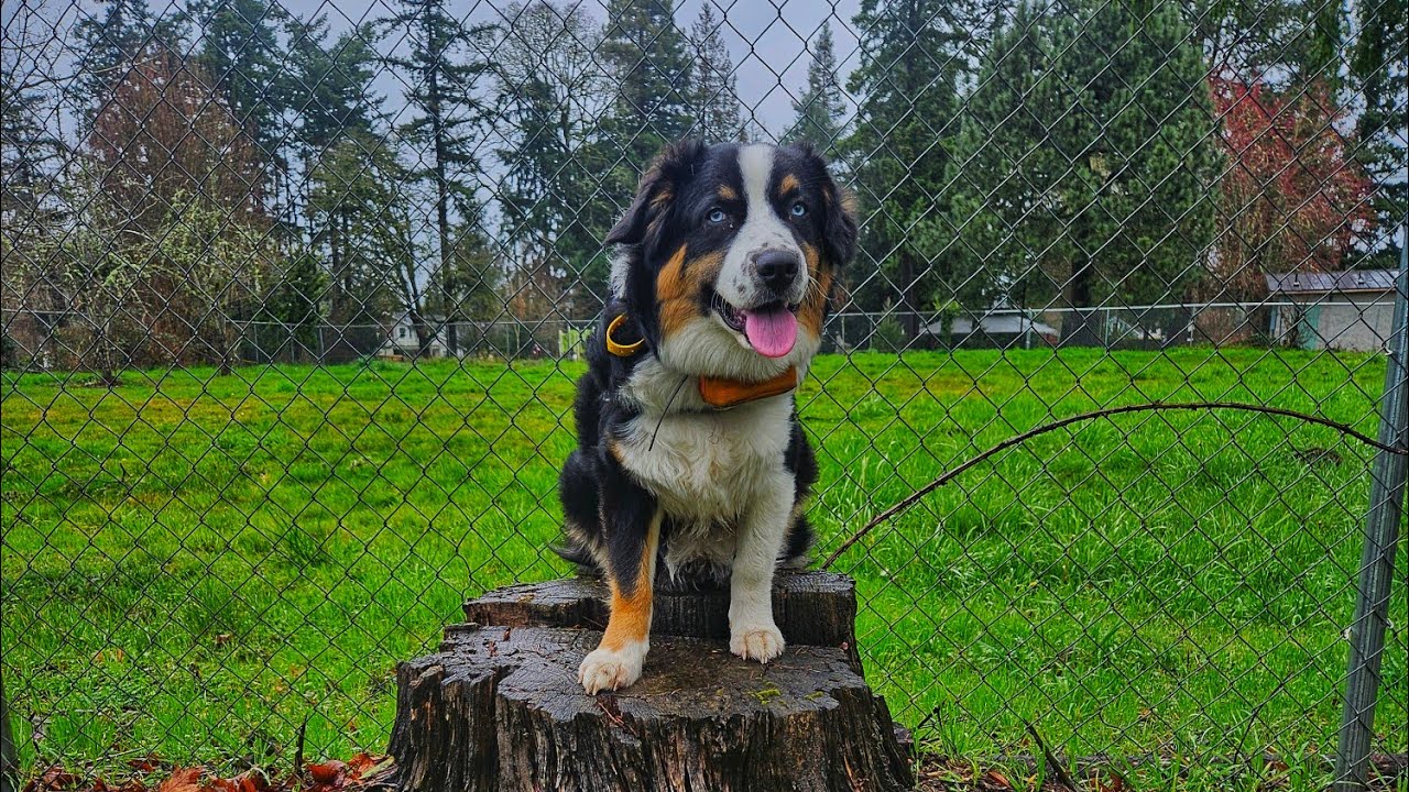 Puppy Training Portland OR puppy obedience training dogs K9!