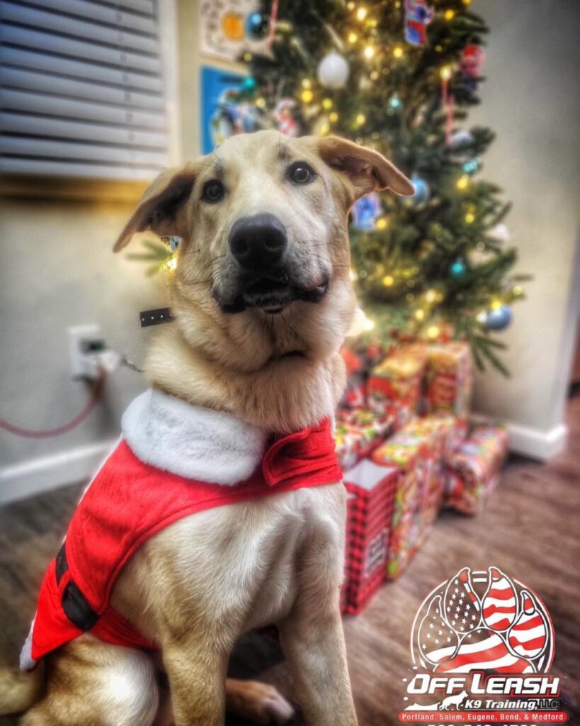 Festive dog after dog obedience training in Portland, Oregon