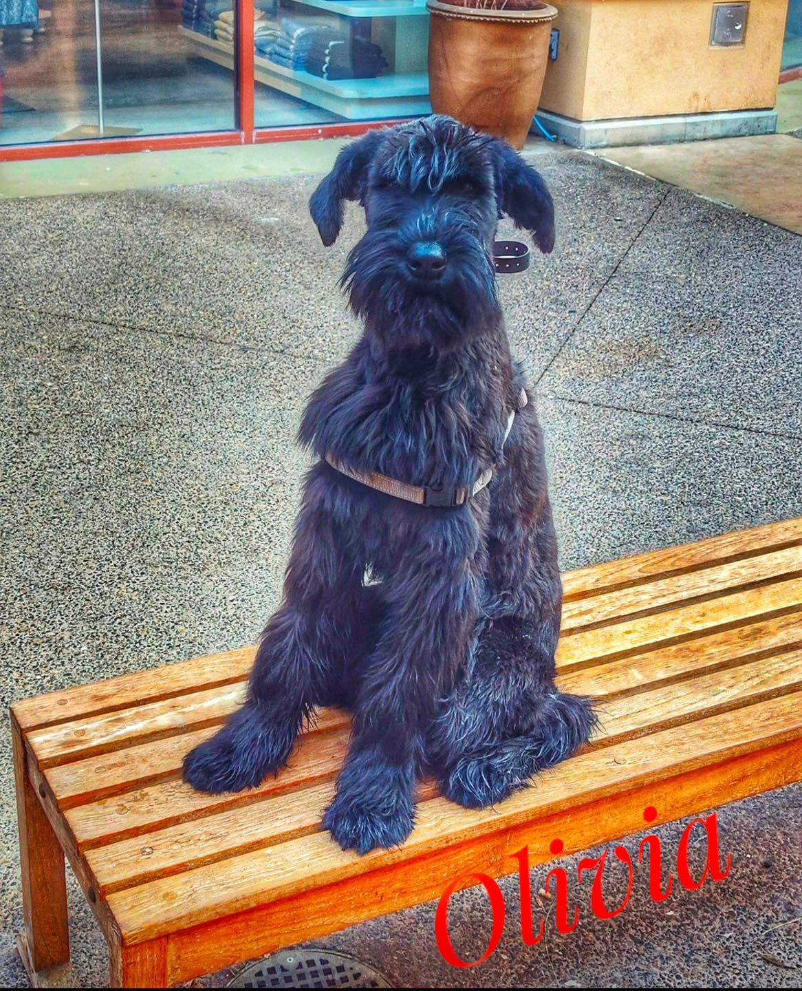 Dog training West Linn OR with black dog on bench