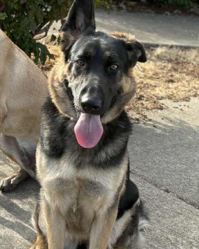 Dog training Lake Oswego OR with German Shepherd