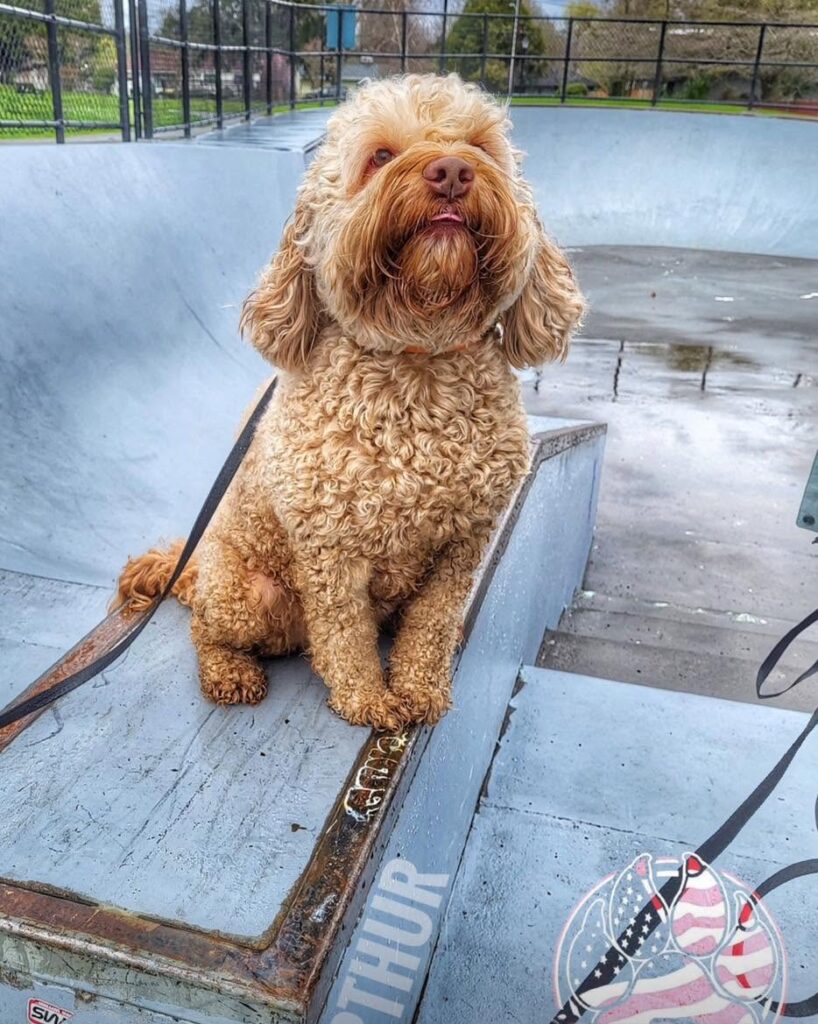 Doodle on skate ramp at board and train Portland, OR session