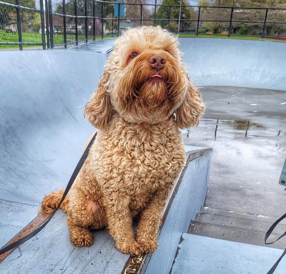 Dog training Sherwood OR doodle sitting at skate park
