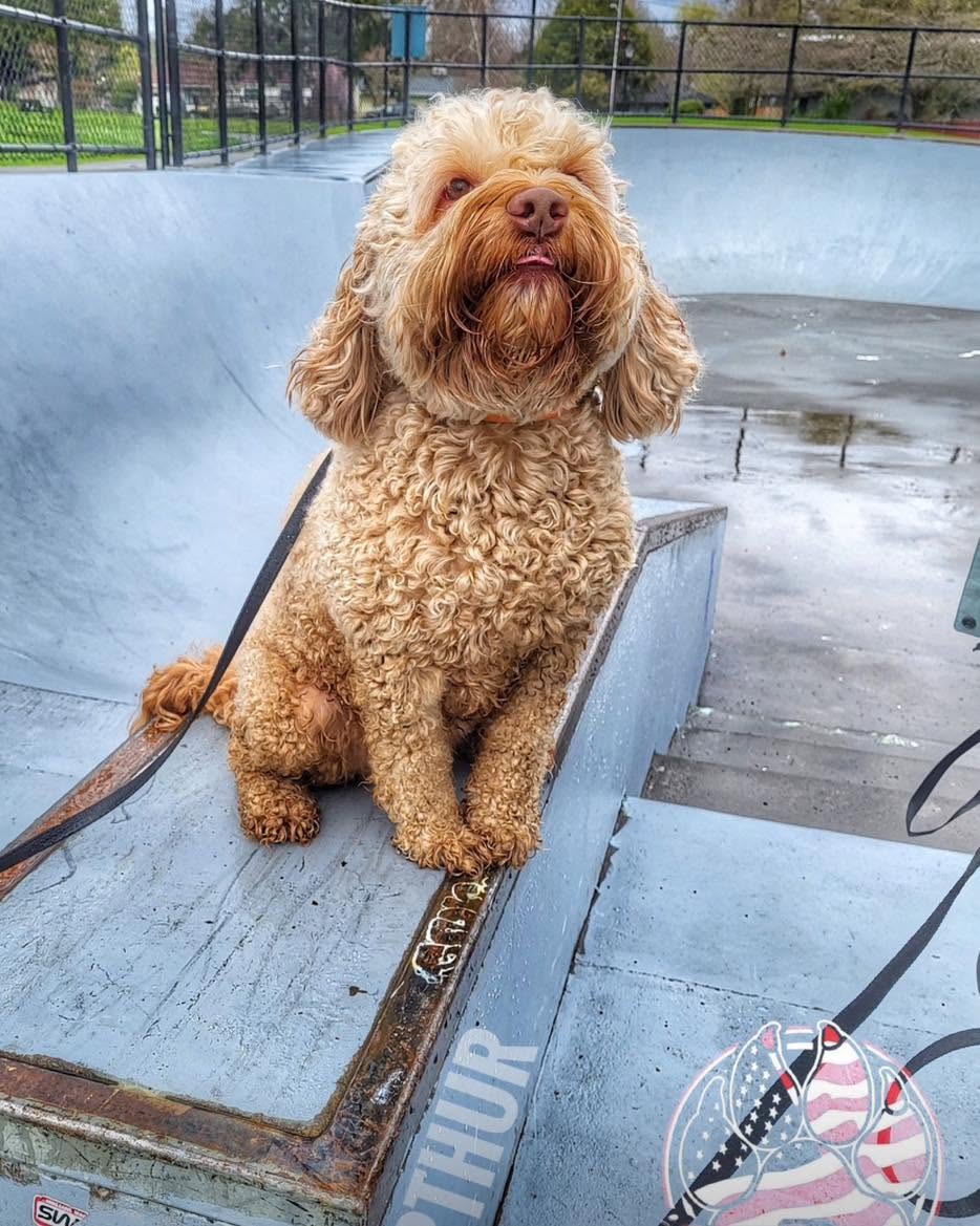 Dog training Lake Oswego OR with leashed doodle